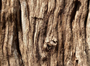 Tree Bark