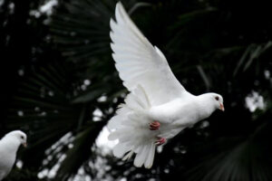 White Dove