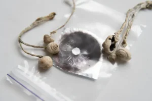 Grow Psilocybin mushroom . Psychedelic microdosing. Dry Psilocybe cubensis. Spore print.