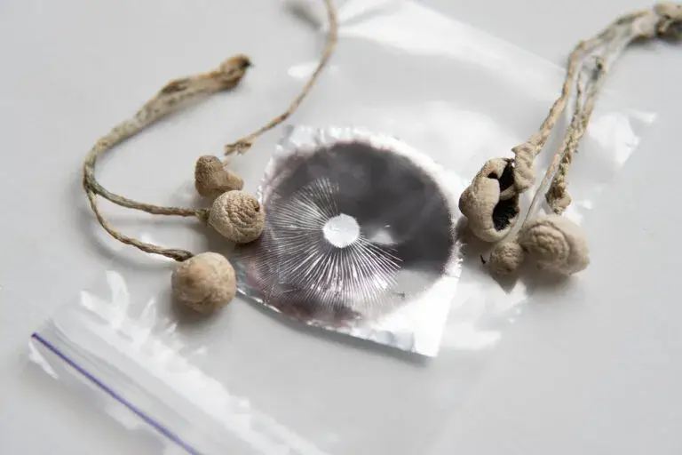 Grow Psilocybin mushroom . Psychedelic microdosing. Dry Psilocybe cubensis. Spore print.